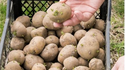 Klíčky na bramborách Zdroj: Freepik