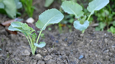 Sazeničky kedluben Zdroj: Freepik