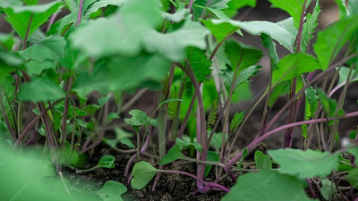 Sazeničky červených kedluben Zdroj: Freepik