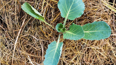 Pěstování zeleniny na slámě Zdroj: Freepik