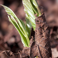 bršlice Zdroj: Pixabay