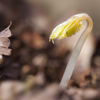 bršlice Zdroj: Pixabay