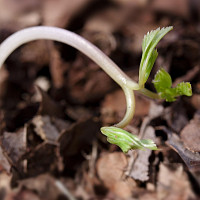 bršlice Zdroj: Pixabay