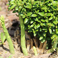 Chřest 5x jinak Zdroj: Toprecepty