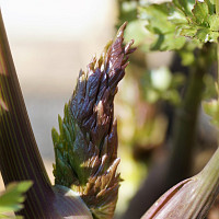 Jak připravit maggi z libečku Zdroj: Pixabay