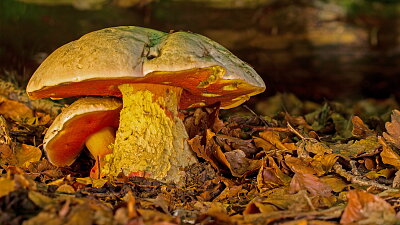 Hřib satan Zdroj: Pixabay/adege