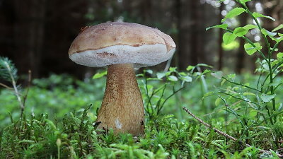 Hřib žlučník čili hořčák Zdroj: Pinterest