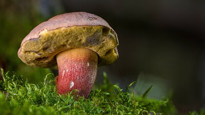 Hřib kříšť Zdroj: Pixabay/adege