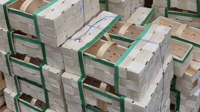Samosběr jahod v Sedlčánkách Zdroj: Vilém Besser, Toprecepty