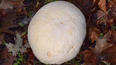 Pýchavka v lese Zdroj: Pixabay,  leoleobobeo