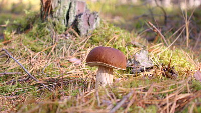 Hřib smrkový, u nás roste od nížin po horské oblasti Zdroj: Pixabay/estranger