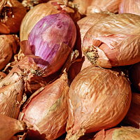 Cibule Zdroj: Pixabay, Couleur