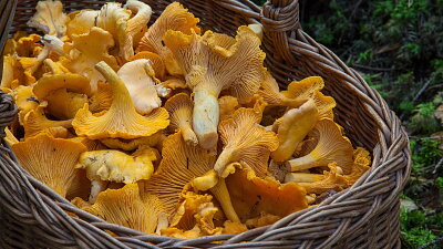 Lišky zamrazujte povařené nebo dušené Zdroj: Pixabay/ Barbroforsberg