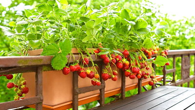 Hnojte přiměřeně i balkonové jahodníky Zdroj: Shutterstock