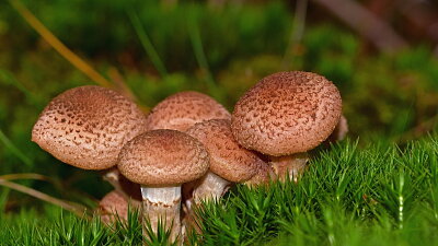 Šupinovka kostrbatá, jedlá pouze po uvaření, ale může způsobovat zažívací potíže Zdroj: Pixabay