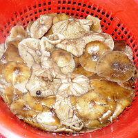 Houby v octovém nálevu Zdroj: Toprecepty