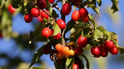 Plody dřínu využijete do marmelád Zdroj: Pixabay