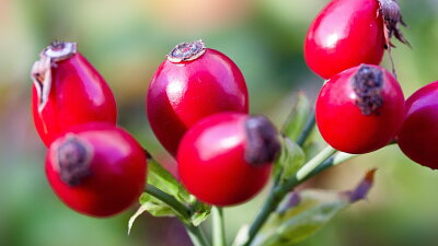 Šípky jsou zdrojem vitamínu C Zdroj: Pixabay