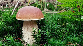 Jak bezpečně zmrazit houby, aby neztratily na své plné chuti?