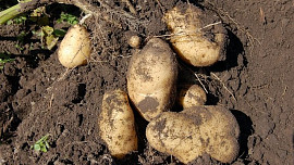 Jak postupovat při skladování brambor: Důležitý je už výběr správné odrůdy