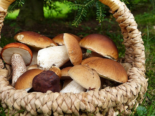 Jak dlouho se můžou jíst vařené houby?