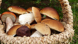 Jak dlouho vařit houby, aby se nestaly příčinou nevolnosti či lehké otravy