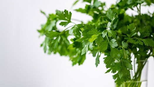 Kuchyňské bylinky mají všestranné využití. Jak je správně sbírat a sušit?