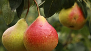 Hrušky jsou hned po jablkách nejoblíbenější podzimní ovoce. Mají pestré využití - od moučníků po pálenku