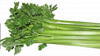 Celer řapíkatý