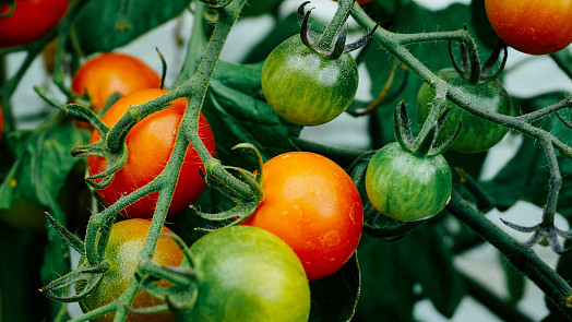 7 častých chyb při vyštipování rajčat: Těmto začátečnickým chybám snadno předejdeme
