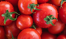 Jak zalévat rajčata. 10 tipů pro skvělou úrodu oblíbené zeleniny