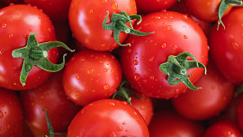 Jak zalévat rajčata. 10 tipů pro skvělou úrodu oblíbené zeleniny