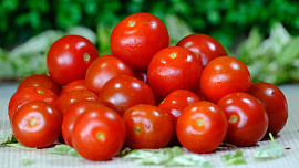 Jak zabránit plísni na rajčatech. 12 tipů, jak předejít houbovým chorobám