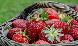 Jak sklízet jahody? 10 tipů pro šetrný sběr kvalitních plodů