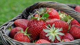 Jak sklízet jahody? 10 tipů pro šetrný sběr kvalitních plodů
