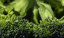 Jak sklízet brokolici? Na pěstování je méně náročná než květák