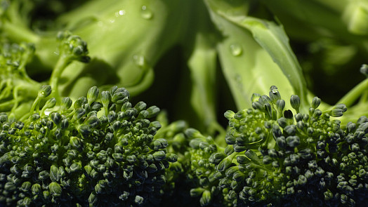 Jak sklízet brokolici? Na pěstování je méně náročná než květák