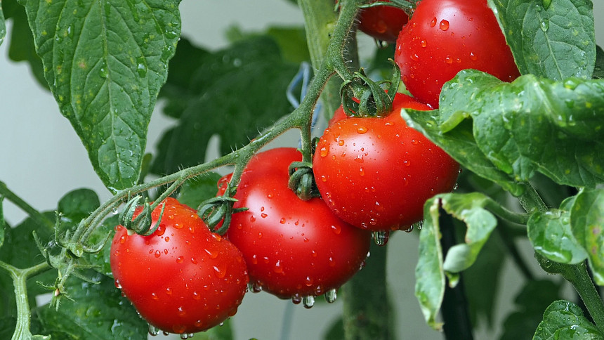 Spirálové tyče jsou oblíbenou oporou k rajčatům. Co je při jejich použití důležité?