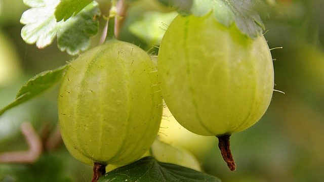 Na co dát pozor při vaření angreštové marmelády. Radíme začátečníkům