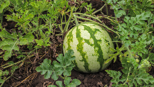 Kdy a jak zaštipovat meloun? Srozumitelný návod vhodný i pro méně zkušené zahrádkáře