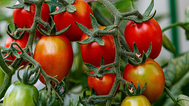 Jak zaštipovat rajčata. Podle videonávodu to zvládnou i začátečníci