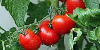 Jak často zalévat rajčata a papriky. Odpovídáme na vaše dotazy