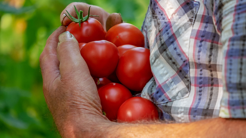 Jak si usnadnit péči o rajčata a papriky? Vyzkoušejte mulčování