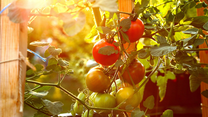 Postřiky a zálivky na ochranu rajčat: Dáte přednost chemii nebo přírodním prostředkům?