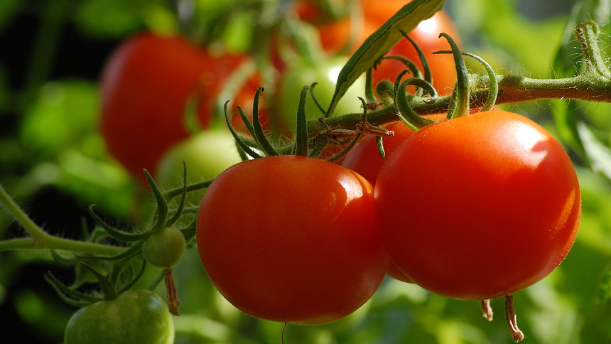 Co použít jako mulč k rajčatům? Mulčováním si ušetříme práci s likvidací plevele