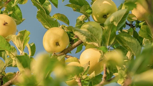 Zkuste s námi z letních jablek zavařit jednoduchou přesnídávku pro děti