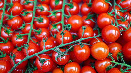 Jak se starat o cherry rajčata. Rady a tipy pro ještě lepší úrodu