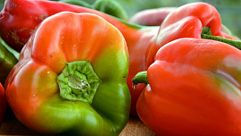 Kdy sklízet papriky a jak poznat jejich správnou zralost? Poradíme začátečníkům