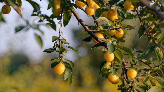 Jak zpracovat mirabelky? Upečte si koláč nebo uvařte báječný sirup či marmeládu