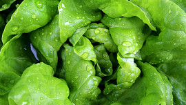 Jak sklízet hlávkový salát? Začátečníkům poradíme se sklizní a uchováním salátu